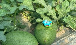 吃瓜群众三号,揭秘娱乐圈幕后风云