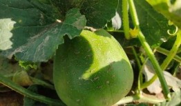 游咔上有吃瓜,揭秘游戏圈那些鲜为人知的幕后故事