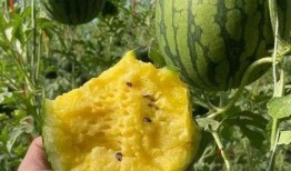 吃小果瓜,探寻美味背后的奇妙之旅