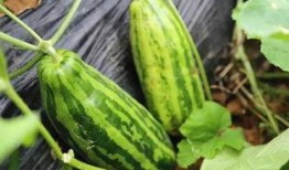 梦见我分瓜吃瓜好不好呢,分瓜吃瓜预示着什么？