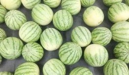 吃瓜群众 三七,三七背后的神奇功效与养生之道