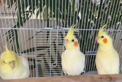 吃瓜的喜羊,揭秘羊群中的美食江湖