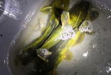 皇军吃瓜,揭秘日军战时生活趣闻