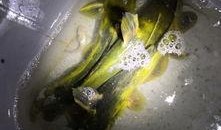 皇军吃瓜,揭秘日军战时生活趣闻