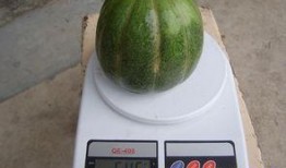 青皮面瓜怎么吃,解锁健康美味新体验