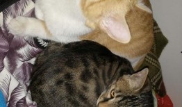 开心猫吃瓜,开心猫的瓜田奇遇记