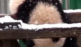 吃瓜熊的图片,揭秘熊界“美食家”的日常