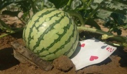 瓦洛兰吃瓜,揭秘虚拟世界的吃瓜盛宴