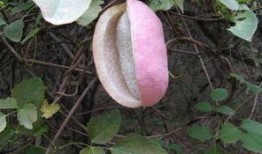 手术后吃八月瓜可以吗