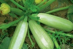 哺乳期吃茭瓜,营养与健康的双重保障