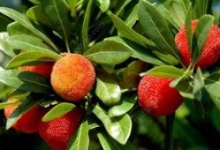 吃杨梅后可以吃秋瓜吗,食用搭配的适宜性探讨