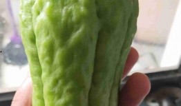 佛手菇瓜怎么吃,探索美味与健康的完美融合