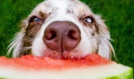 狗吃王瓜,一场与王瓜的美食邂逅