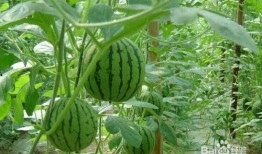 临沂大瓜吃瓜事件,一场网络狂欢背后的真相与反思