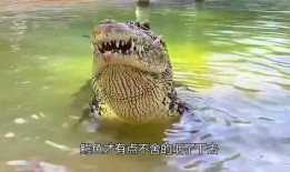 大鳄鱼吃瓜,一场惊心动魄的生态盛宴