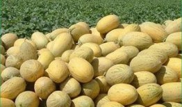 哈密瓜和鸡蛋能一起吃吗,健康搭配的饮食新选择