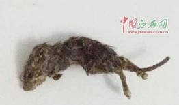 老鼠吃贝贝瓜吗