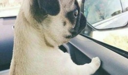 狗子吃瓜头像动漫