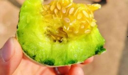 嫩皮瓜怎么吃,解锁美味新体验