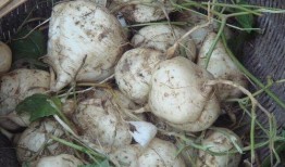 怀孕土瓜可以吃吗,土瓜的食用安全与营养益处