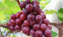 镇平人吃瓜,探寻当地独特的饮食文化