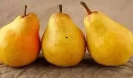 姜吃姜瓜,探寻传统美食的独特魅力