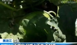 《吃自己的瓜》,揭秘娱乐圈的瓜田效应