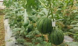 如何进去51吃瓜,轻松进入瓜界，畅享娱乐盛宴