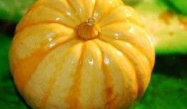 哏瓜咋吃,解锁传统美食的独特风味