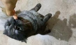 吃瓜猫游戏解说,吃瓜猫带你领略游戏解说界的欢乐盛宴