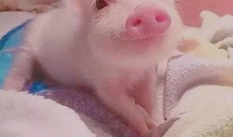 猪猪吃瓜头像,欢乐无限，趣味横生的形象演绎