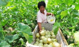 梦见果园摘瓜买瓜吃