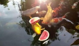 锦鲤吃瓜图片大全,趣味图片大盘点