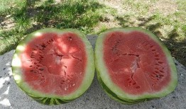 梦见旅游吃瓜,揭秘梦中旅游吃瓜的神秘寓意