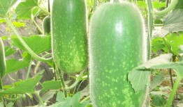 叭叭吃瓜,叭叭吃瓜背后的真相与内幕