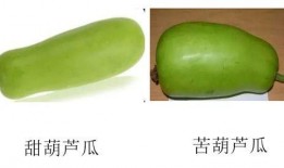 鸡吃不吃葫芦瓜,葫芦瓜的诱惑与挑战