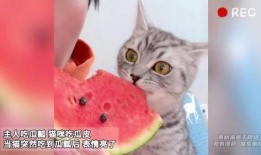 白猫吃瓜表情包,萌态十足，笑点满满