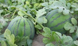 西瓜地吃瓜,一场别开生面的吃瓜盛宴