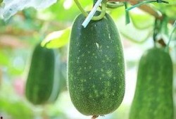 吃瓜也要看品种,吃瓜也要看品种，揭秘不同瓜类背后的秘密