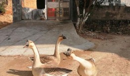 鹅吃瓜挂科,一场校园奇闻引发的挂科风波