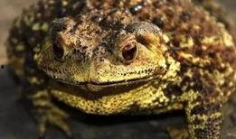 蛤蟆兵吃瓜,蛤蟆兵的瓜田奇遇记