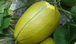 论坛吃瓜故事,揭秘网络背后的真实人生百态