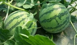 吃瓜群众三号,揭秘娱乐圈幕后风云