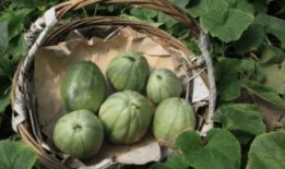 童年瓜地里吃瓜,回味那甜蜜的瓜香时光