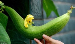 什么瓜要削皮吃,探寻美味与健康的完美结合