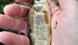 鳑鲏吃瓜么,它们真的会吃瓜吗？