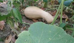 嘉兴桐乡吃瓜,瓜果飘香，品味夏日田园风情