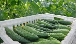 威县大白瓜怎么吃,多味食法，尽享田园美味