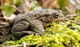 蛤蟆兵吃瓜,蛤蟆兵的瓜田奇遇记