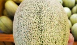 沙洲蜜瓜怎么吃,尽享夏日清新美味